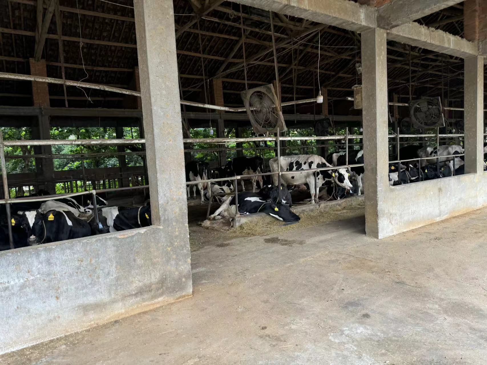 Cattle Farm ★ Case Study